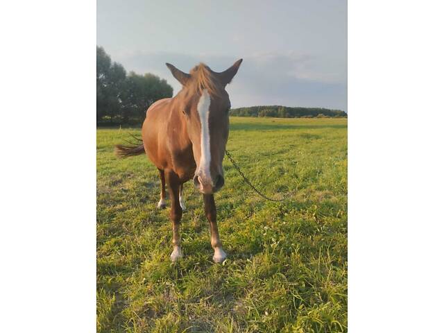 Кобыла віком 6 років, робоча. - Фото 2