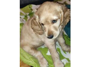 Кокер спаниель щенки