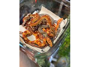 Кольорові кукурудзяні сходи