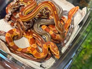 Кольорові маїсові полози