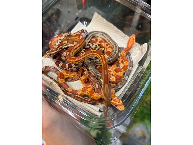 Кольорові маїсові полози - Фото 2