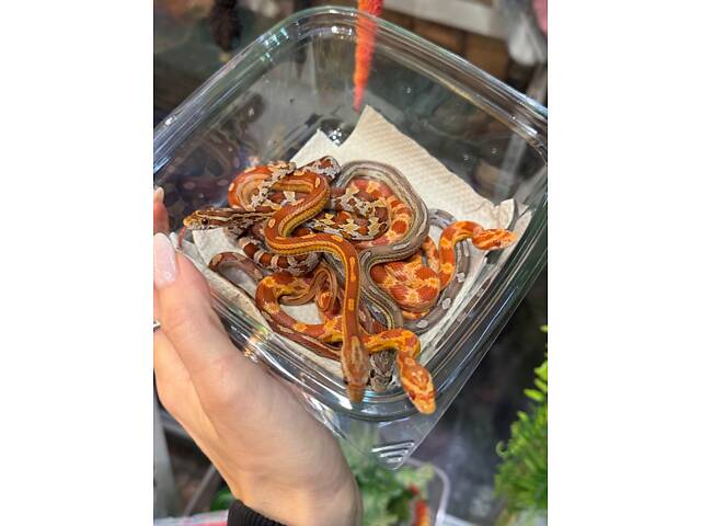 Кольорові маїсові полози - Фото 4