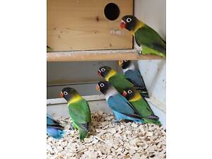 Компаньйоны с особенным шармом: попугаи неразлучники, которые сделают вашу жизнь ярче. Есть разные виды