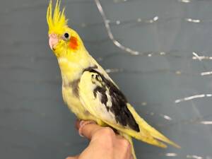 Корела, корелла, ручні домашні пташенята викормиші