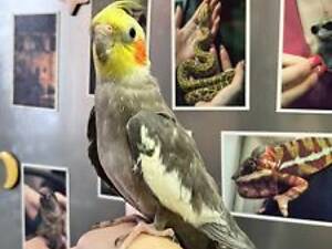 Корела німфа, корела пташенята ручні догодованці