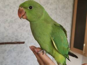 Корелла, амазон, какарик, розелла, монахи, неразлучники, ожерелые