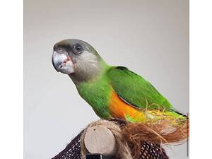 Волнистые,Корелла,неразлучники,какарик,ожереловые.монахи,аратинга,сенегальские,александрийские,пиррура,розелла,жако