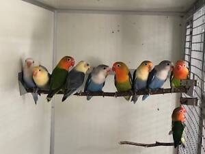 Корелла, какарик, розелла, ожерелые, монахи, неразлучники