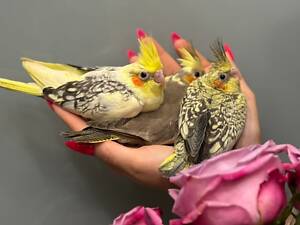 корела німфа - ручні пташенята вигодовування для розмови