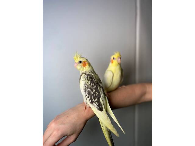 Корела, хвилястий папуга, папуга ручний німфа - Фото 1