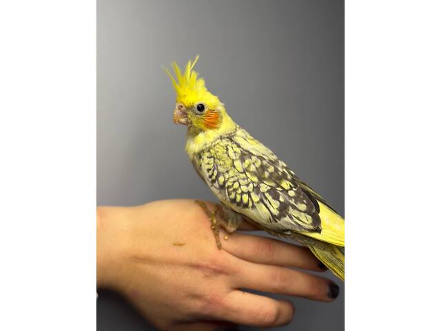 Корела, хвилястий папуга, папуга ручний німфа - Фото 2