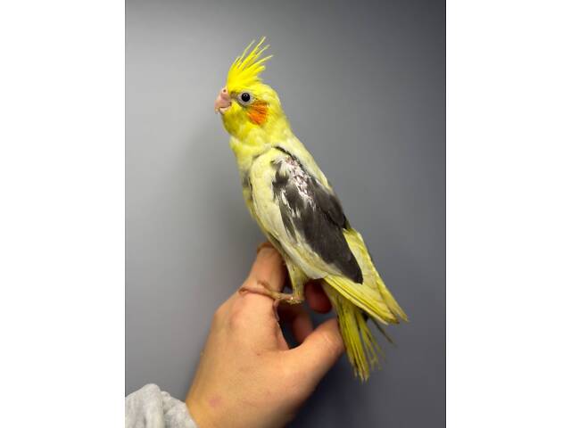 Корела, хвилястий папуга, папуга ручний німфа - Фото 3