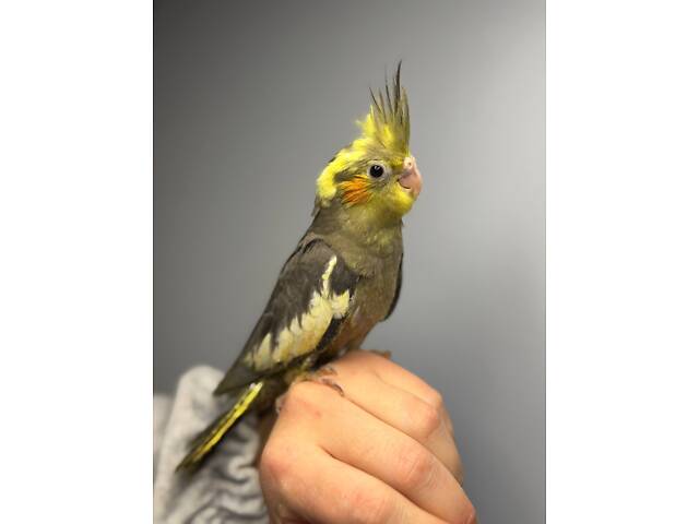 Корела, хвилястий папуга, папуга ручний німфа - Фото 4