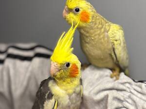 Корелла ручні малюки викормиші, корела папуга