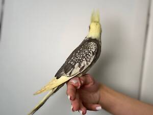 Корелла ручні викормиші, неймовірна корела окільцьована