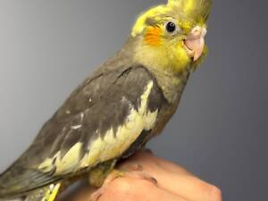 Корелла ручні викормиші, пташенята корела, щокасті папуги