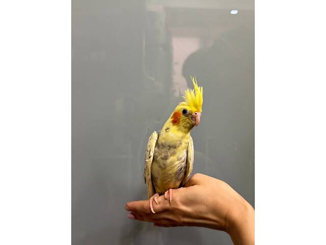 Корела ручний домашній папуга - Перлові, Сорока, Лютино. - Фото 3