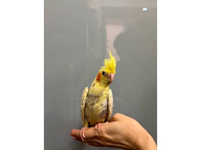 Корела ручний домашній папуга - Перлові, Сорока, Лютино. - Фото 5