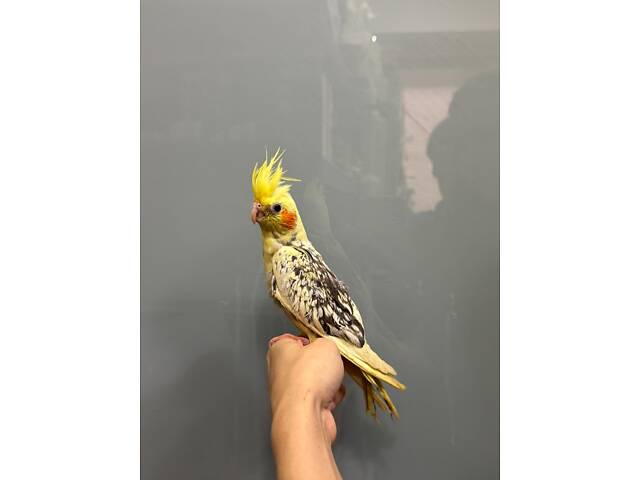 Корела ручний домашній папуга - Перлові, Сорока, Лютино. - Фото 2