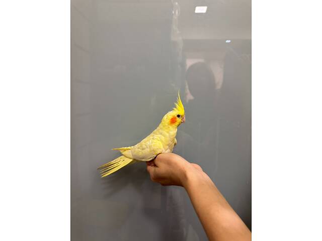 Корела ручний домашній папуга - Перлові, Сорока, Лютино. - Фото 4