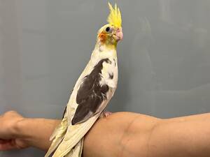 Корела ручний домашній папуга - Перлові, Сорока, Лютино.