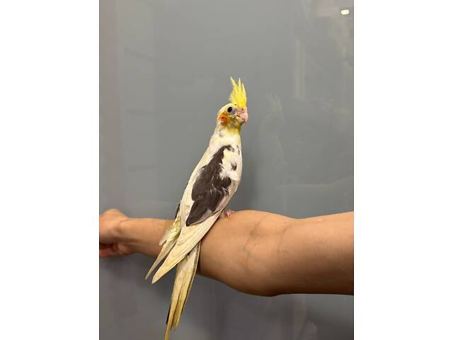 Корела ручний домашній папуга - Перлові, Сорока, Лютино. - Фото 1