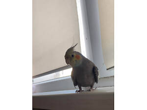 Корела в добрі руки.