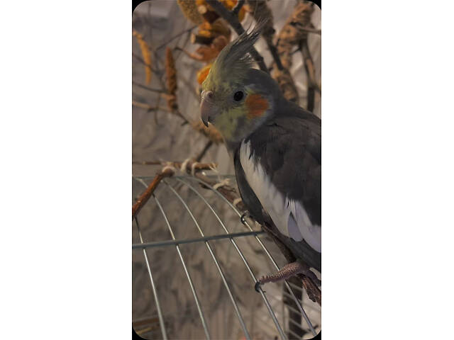 Корела в добрі руки. - Фото 2