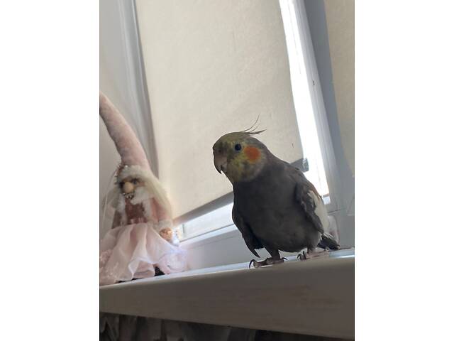 Корела в добрі руки. - Фото 3