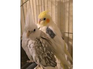 Корелли у продажі