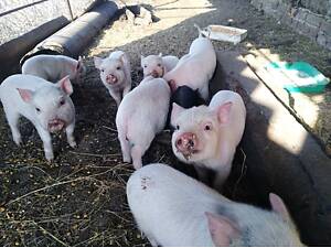 Корейські поросята.