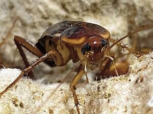 корм для стрижа, серпокрыла, корм для рептилий, птиц, кормовая база,