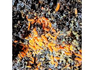 Кормовые и декоративные мокрицы коллемболы гипоаспис майлс