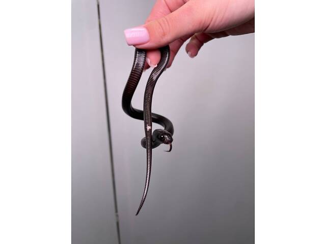 Королевская змея, нигрита черная, домашняя красивая змея - Фото 1