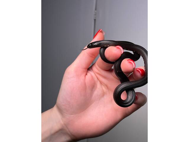 Королевская змея, нигрита черная, домашняя красивая змея - Фото 3