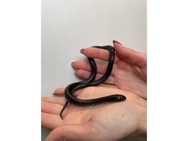 Королевская змея, нигрита черная, домашняя красивая змея - Фото 2