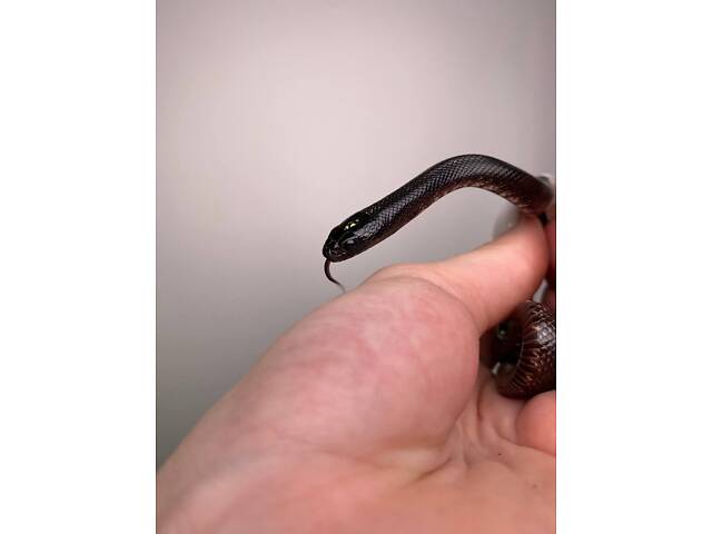 Королевская змея, нигрита черная, домашняя красивая змея - Фото 4