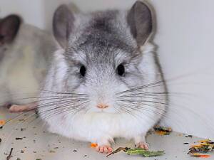 Королівська Персидська Ангора