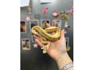 Королівський пітон регіус