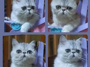 Кошеня Екзот (Екзотична короткошерстна)