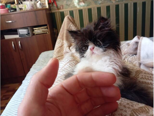 Кошеня хлопчик екзот - Фото 2