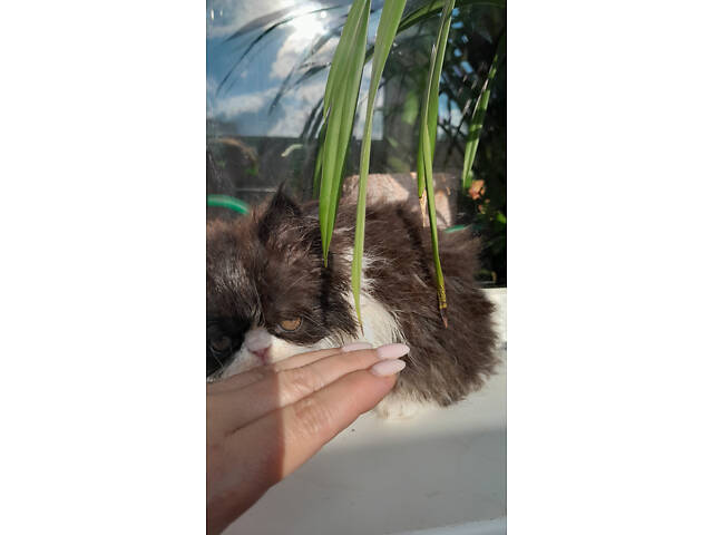 Кошеня хлопчик екзот - Фото 5