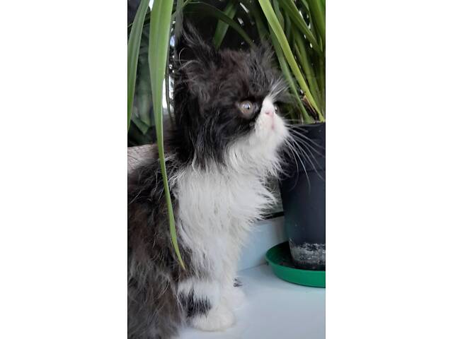 Кошеня хлопчик екзот - Фото 3