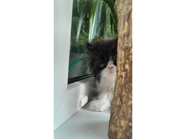 Кошеня хлопчик екзот - Фото 4