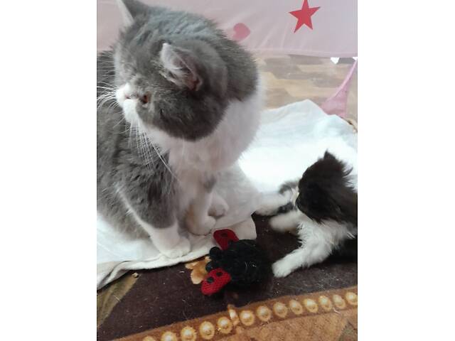 Кошеня хлопчик екзот - Фото 6