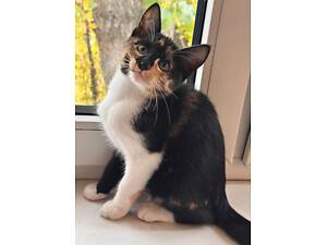 Кошеня, кішечка, безкоштовно