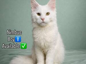 Кошеня МейнКун, білосніжний хлопчик з пакетом документів