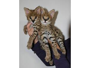 Котенок Саванна F1, саванна ласковая домашняя кошка.