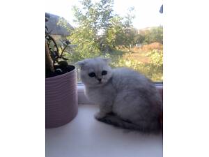 Кошеня срібляста шиншила