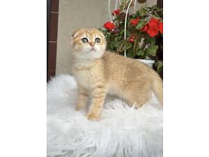 Кошеня Золота шиншила